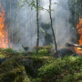 forest-fire-gc9ec9a11a_1920.jpg